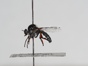  ( - ABOL-25-1126)  @11 [ ] CC-BY (2025) Naturhistorisches Museum Wien Unspecified