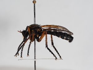  ( - ABOL-25-1127)  @11 [ ] CC-BY (2025) Naturhistorisches Museum Wien Unspecified
