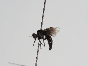  ( - ABOL-25-1131)  @11 [ ] CC-BY (2025) Naturhistorisches Museum Wien Unspecified