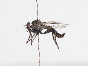  ( - ABOL-25-1136)  @11 [ ] CC-BY (2025) Naturhistorisches Museum Wien Unspecified