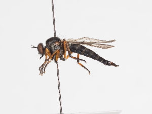  ( - ABOL-25-1140)  @11 [ ] CC-BY (2025) Naturhistorisches Museum Wien Unspecified