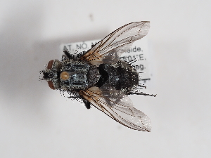  ( - ABOL-25-1148)  @11 [ ] CC-BY (2025) Naturhistorisches Museum Wien Unspecified