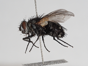  ( - ABOL-25-1148)  @11 [ ] CC-BY (2025) Naturhistorisches Museum Wien Unspecified