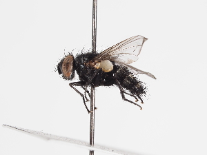  ( - ABOL-25-1157)  @11 [ ] CC-BY (2025) Naturhistorisches Museum Wien Unspecified