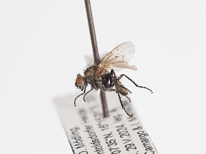  ( - ABOL-25-1172)  @11 [ ] CC-BY (2025) Naturhistorisches Museum Wien Unspecified