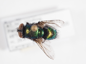  ( - ABOL-25-1174)  @11 [ ] CC-BY (2025) Naturhistorisches Museum Wien Unspecified
