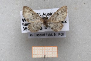  ( - ABOL-25-1319)  @11 [ ] Unspecified (default): All Rights Reserved (2025) Erwin Hauser Unspecified