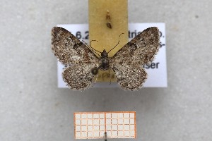  ( - ABOL-25-1320)  @11 [ ] Unspecified (default): All Rights Reserved (2025) Erwin Hauser Unspecified