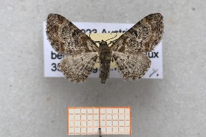  ( - ABOL-25-1354)  @11 [ ] Unspecified (default): All Rights Reserved (2025) Erwin Hauser Unspecified