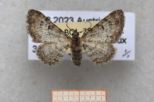  ( - ABOL-25-1355)  @11 [ ] Unspecified (default): All Rights Reserved (2025) Erwin Hauser Unspecified