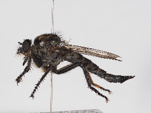  ( - ABOL-25-1362)  @11 [ ] Unspecified (default): All Rights Reserved (2025) Naturhistorisches Museum Wien Unspecified