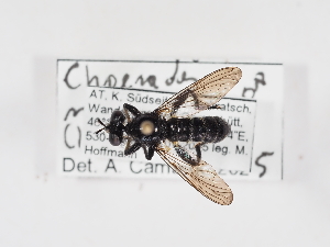  ( - ABOL-25-1365)  @11 [ ] Unspecified (default): All Rights Reserved (2025) Naturhistorisches Museum Wien Unspecified