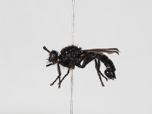  ( - ABOL-25-1365)  @11 [ ] Unspecified (default): All Rights Reserved (2025) Naturhistorisches Museum Wien Unspecified