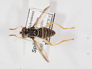  (Spilomyia saltuum - ABOL-25-1380)  @11 [ ] Unspecified (default): All Rights Reserved (2025) Naturhistorisches Museum Wien Unspecified