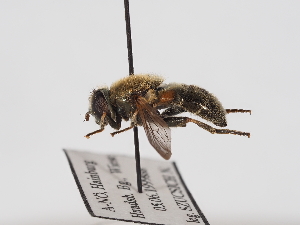  ( - ABOL-25-1381)  @11 [ ] Unspecified (default): All Rights Reserved (2025) Naturhistorisches Museum Wien Unspecified