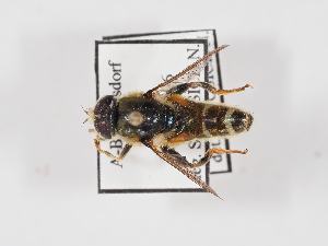  ( - ABOL-25-1382)  @11 [ ] Unspecified (default): All Rights Reserved (2025) Naturhistorisches Museum Wien Unspecified