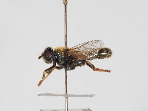  ( - ABOL-25-1382)  @11 [ ] Unspecified (default): All Rights Reserved (2025) Naturhistorisches Museum Wien Unspecified