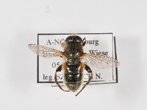  ( - ABOL-25-1386)  @11 [ ] Unspecified (default): All Rights Reserved (2025) Naturhistorisches Museum Wien Unspecified