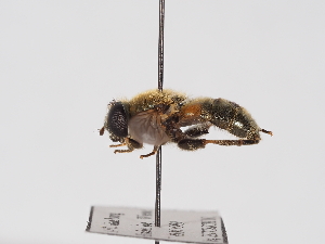  ( - ABOL-25-1386)  @11 [ ] Unspecified (default): All Rights Reserved (2025) Naturhistorisches Museum Wien Unspecified