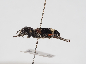  ( - ABOL-25-1394)  @11 [ ] Unspecified (default): All Rights Reserved (2025) Naturhistorisches Museum Wien Unspecified