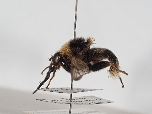  ( - ABOL-25-1396)  @11 [ ] Unspecified (default): All Rights Reserved (2025) Naturhistorisches Museum Wien Unspecified