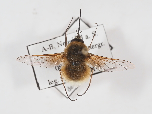  ( - ABOL-25-1405)  @11 [ ] Unspecified (default): All Rights Reserved (2025) Naturhistorisches Museum Wien Unspecified