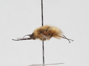  ( - ABOL-25-1405)  @11 [ ] Unspecified (default): All Rights Reserved (2025) Naturhistorisches Museum Wien Unspecified