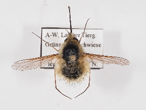  ( - ABOL-25-1406)  @11 [ ] Unspecified (default): All Rights Reserved (2025) Naturhistorisches Museum Wien Unspecified