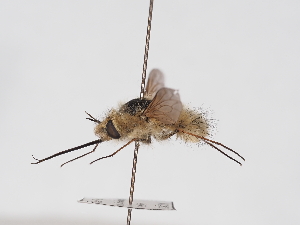  ( - ABOL-25-1406)  @11 [ ] Unspecified (default): All Rights Reserved (2025) Naturhistorisches Museum Wien Unspecified