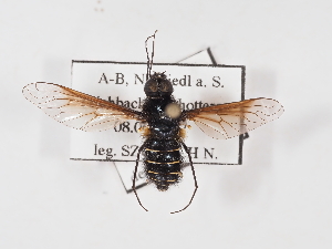  (Lomatiinae - ABOL-25-1408)  @11 [ ] Unspecified (default): All Rights Reserved (2025) Naturhistorisches Museum Wien Unspecified