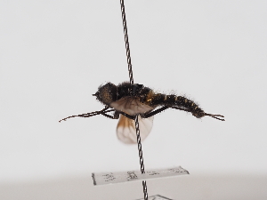  ( - ABOL-25-1408)  @11 [ ] Unspecified (default): All Rights Reserved (2025) Naturhistorisches Museum Wien Unspecified