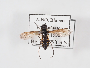  ( - ABOL-25-1409)  @11 [ ] Unspecified (default): All Rights Reserved (2025) Naturhistorisches Museum Wien Unspecified