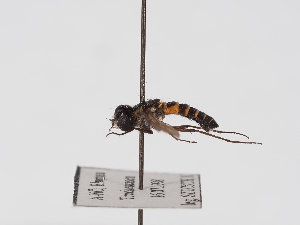  ( - ABOL-25-1409)  @11 [ ] Unspecified (default): All Rights Reserved (2025) Naturhistorisches Museum Wien Unspecified