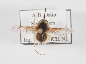  ( - ABOL-25-1410)  @11 [ ] Unspecified (default): All Rights Reserved (2025) Naturhistorisches Museum Wien Unspecified