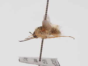  ( - ABOL-25-1410)  @11 [ ] Unspecified (default): All Rights Reserved (2025) Naturhistorisches Museum Wien Unspecified