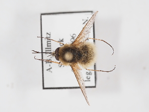  (Bombylius vulpinus - ABOL-25-1411)  @11 [ ] Unspecified (default): All Rights Reserved (2025) Naturhistorisches Museum Wien Unspecified