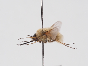  ( - ABOL-25-1411)  @11 [ ] Unspecified (default): All Rights Reserved (2025) Naturhistorisches Museum Wien Unspecified