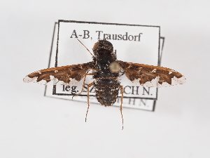  (Exoprosopa cleomene - ABOL-25-1414)  @11 [ ] Unspecified (default): All Rights Reserved (2025) Naturhistorisches Museum Wien Unspecified