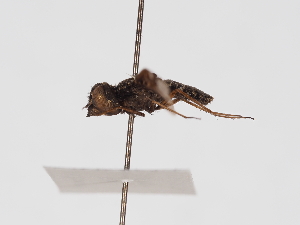  ( - ABOL-25-1414)  @11 [ ] Unspecified (default): All Rights Reserved (2025) Naturhistorisches Museum Wien Unspecified