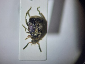  ( - ABOL-BIOBLITZ23-DR005)  @11 [ ] Unspecified (default): All Rights Reserved (2024) Dominik Rabl Unspecified