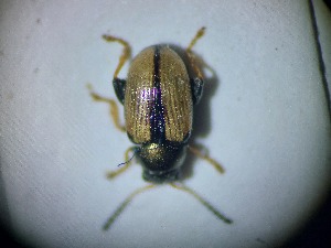  ( - ABOL-BIOBLITZ23-DR009)  @11 [ ] Unspecified (default): All Rights Reserved (2024) Dominik Rabl Unspecified