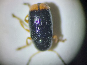  ( - ABOL-BIOBLITZ23-DR011)  @11 [ ] Unspecified (default): All Rights Reserved (2024) Dominik Rabl Unspecified
