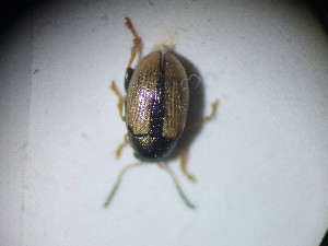  ( - ABOL-BIOBLITZ23-DR022)  @11 [ ] Unspecified (default): All Rights Reserved (2024) Dominik Rabl Unspecified