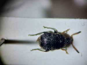  ( - ABOL-BIOBLITZ23-DR025)  @11 [ ] Unspecified (default): All Rights Reserved (2024) Dominik Rabl Unspecified