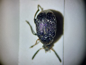  ( - ABOL-BIOBLITZ23-DR027)  @11 [ ] Unspecified (default): All Rights Reserved (2024) Dominik Rabl Unspecified