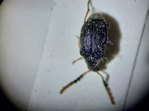  ( - ABOL-BIOBLITZ23-DR030)  @11 [ ] Unspecified (default): All Rights Reserved (2024) Dominik Rabl Unspecified