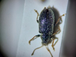  ( - ABOL-BIOBLITZ23-DR042)  @11 [ ] Unspecified (default): All Rights Reserved (2024) Dominik Rabl Unspecified