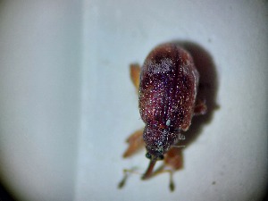  ( - ABOL-BIOBLITZ23-DR043)  @11 [ ] Unspecified (default): All Rights Reserved (2024) Dominik Rabl Unspecified