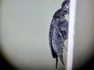 ( - ABOL-BIOBLITZ23-DR053)  @11 [ ] Unspecified (default): All Rights Reserved (2024) Dominik Rabl Unspecified