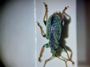  ( - ABOL-BIOBLITZ23-DR057)  @11 [ ] Unspecified (default): All Rights Reserved (2024) Dominik Rabl Unspecified